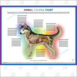 /product/animal-chakra-pendulum-chart